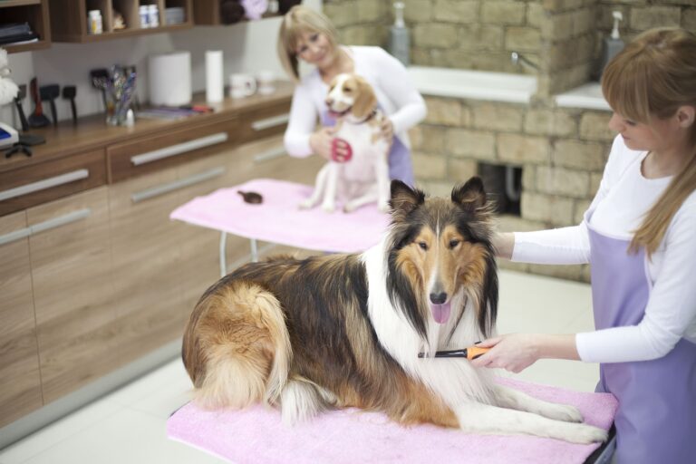 Dogs in a pet grooming salon